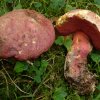 Rubroboletus rubrosanguineus, Weinroter Purpurröhrling